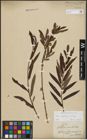 Foto von Salix purpurea L. x Salix viminalis L.